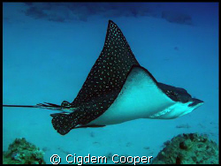 Eagle ray by Cigdem Cooper 